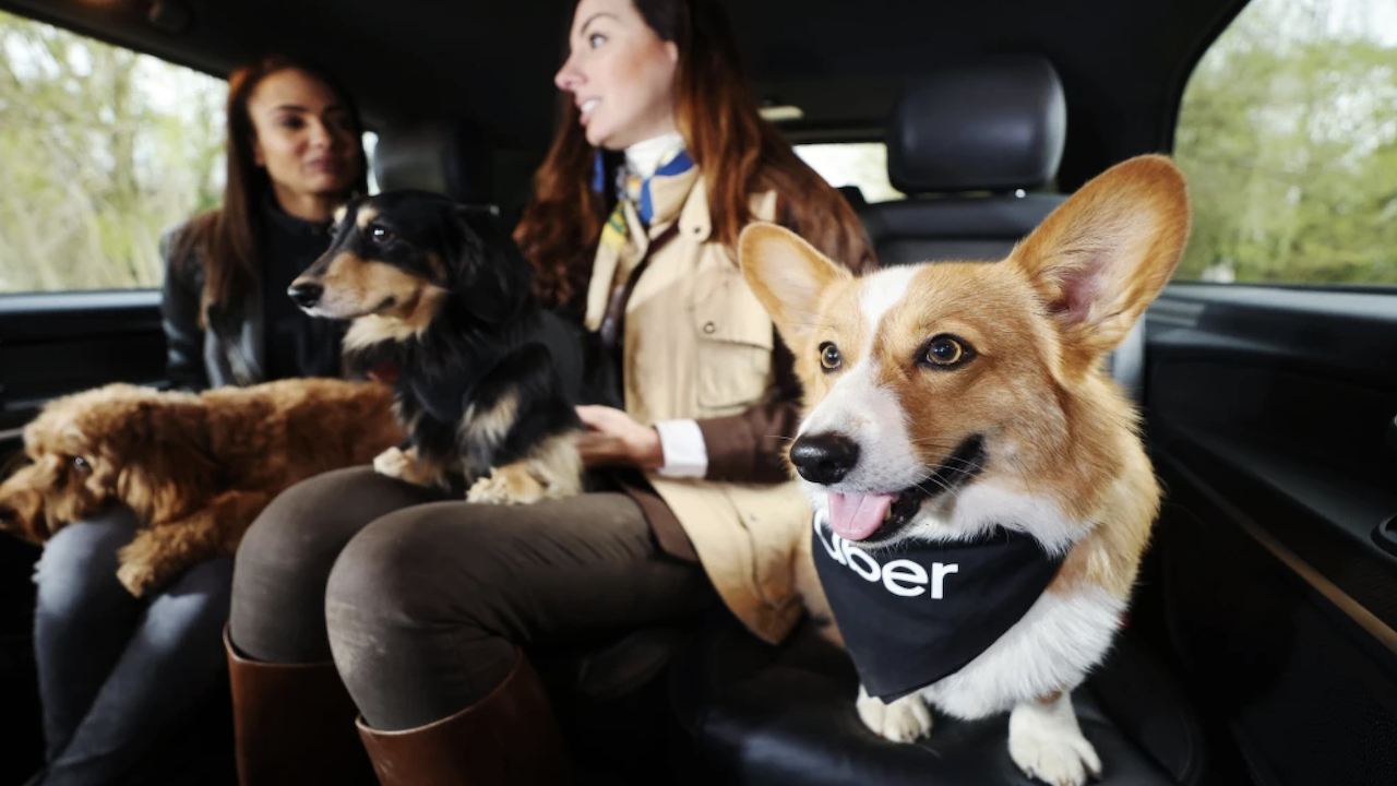 Evcil hayvanlarla İngiltere Uber'de seyahat edilecek 