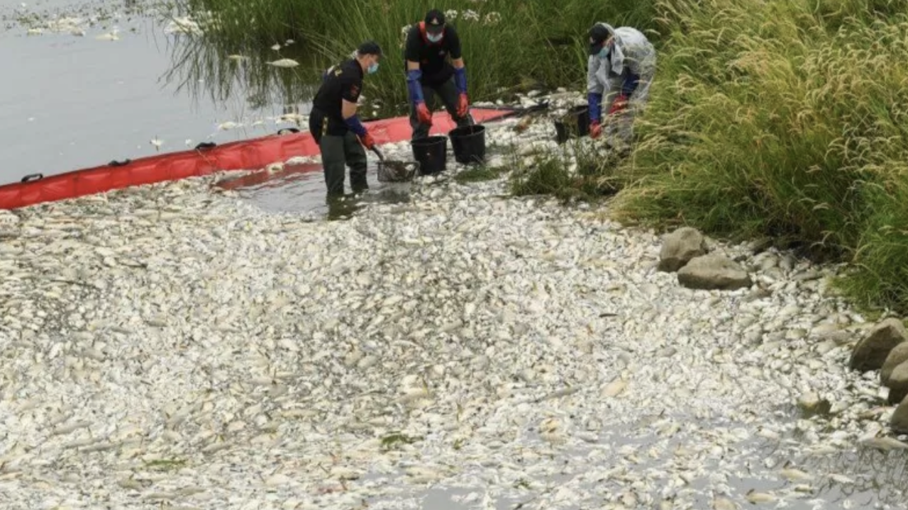 Polonya'da Oder Nehri'ndeki balık ölümler