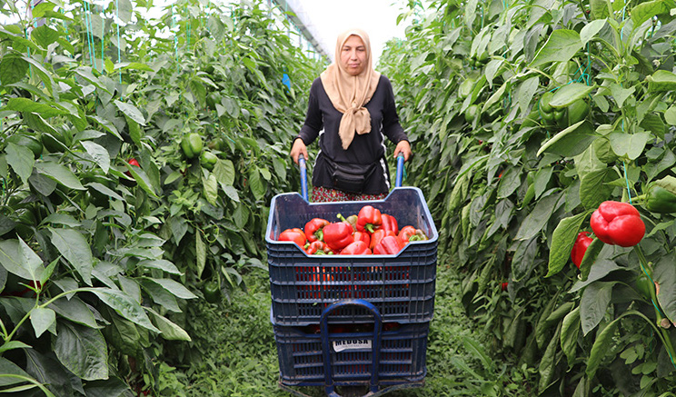 Burdur Gölhisar'dan İngiltere'ye ihraç edili
