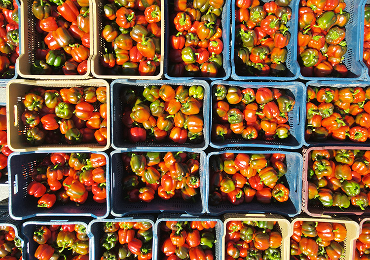 Burdur Gölhisar'dan İngiltere'ye ihraç ediliyo