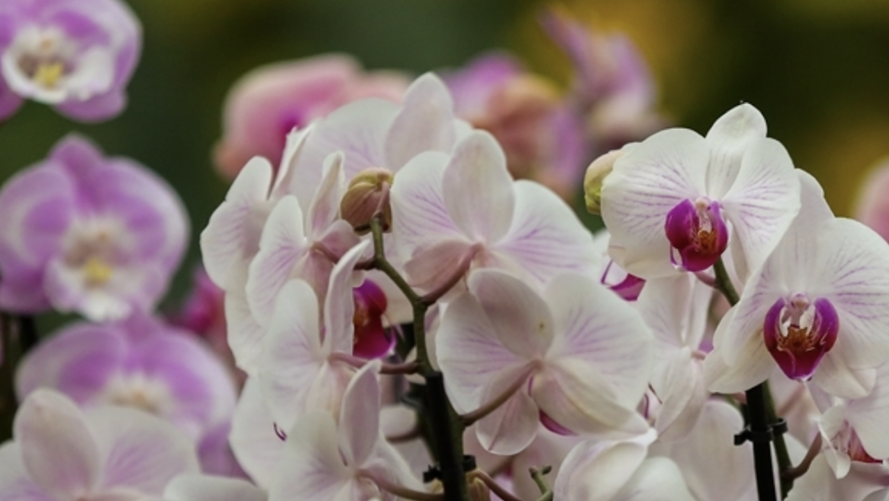 Londra'da Kew Garden'da Orkide Festivali