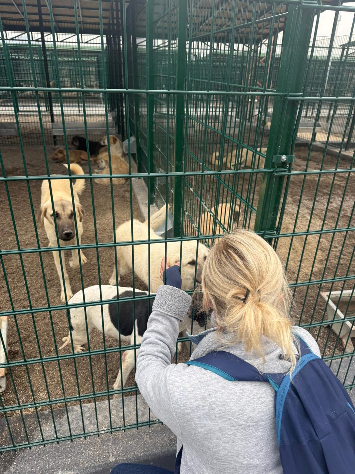 Ankara'da kötü şartlarda tutulan 102 hayvana el konuldu