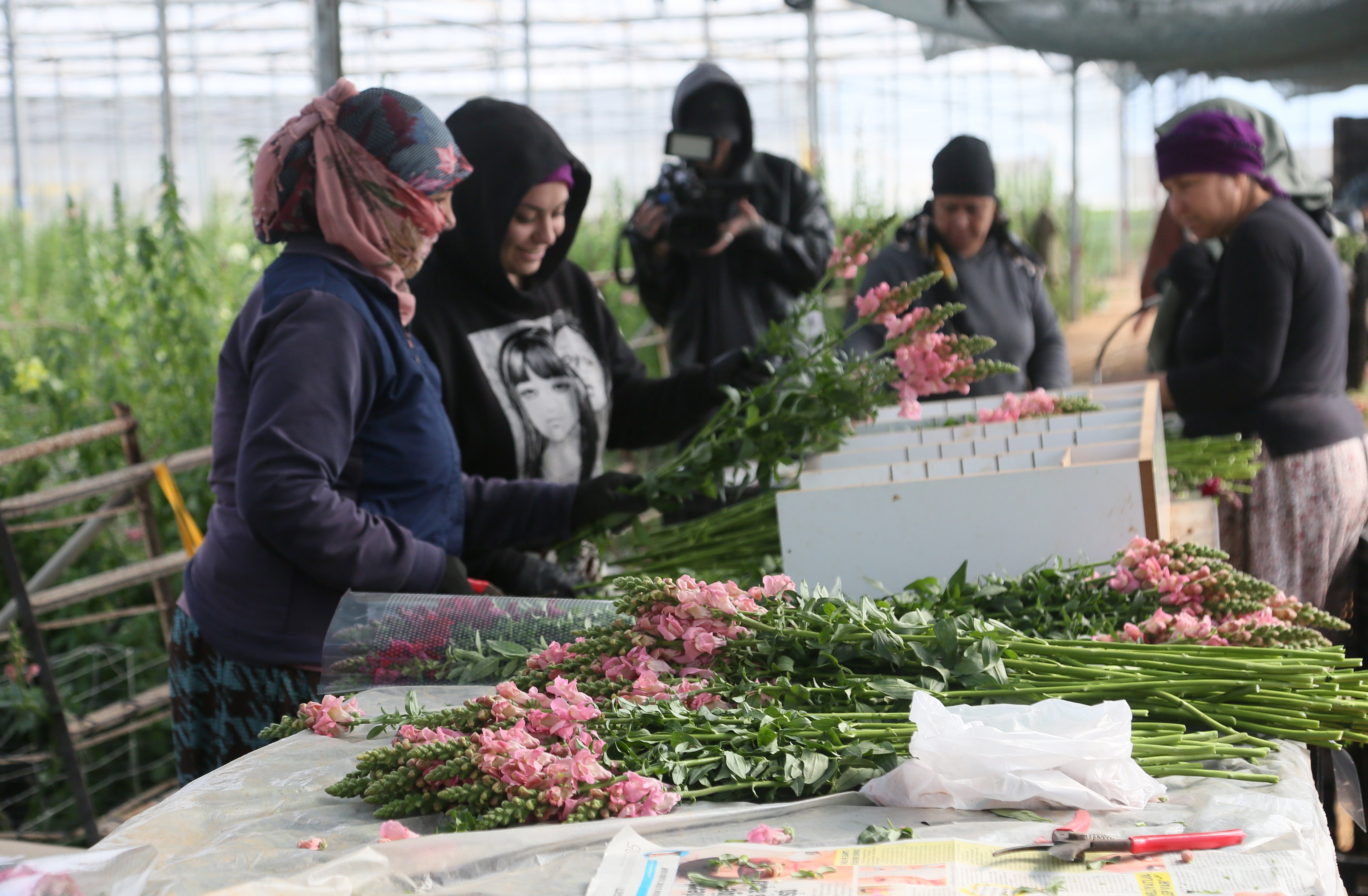 Antalya'dan Avrupa'ya yeni çiçek: Aslanağzı