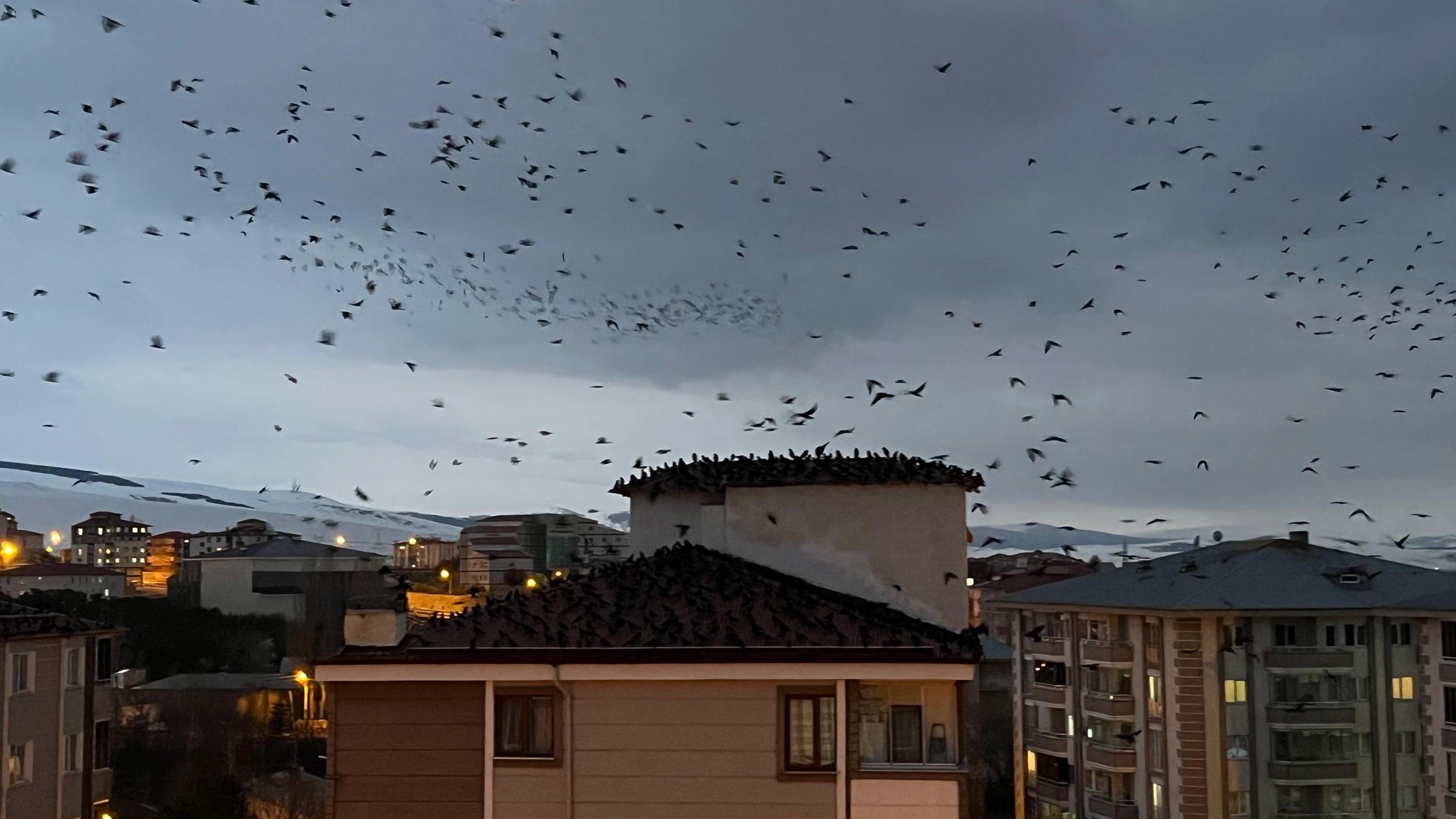 Ardahan'da, binlerce karga gökyüzünü kapladı / Ek fotoğraflar