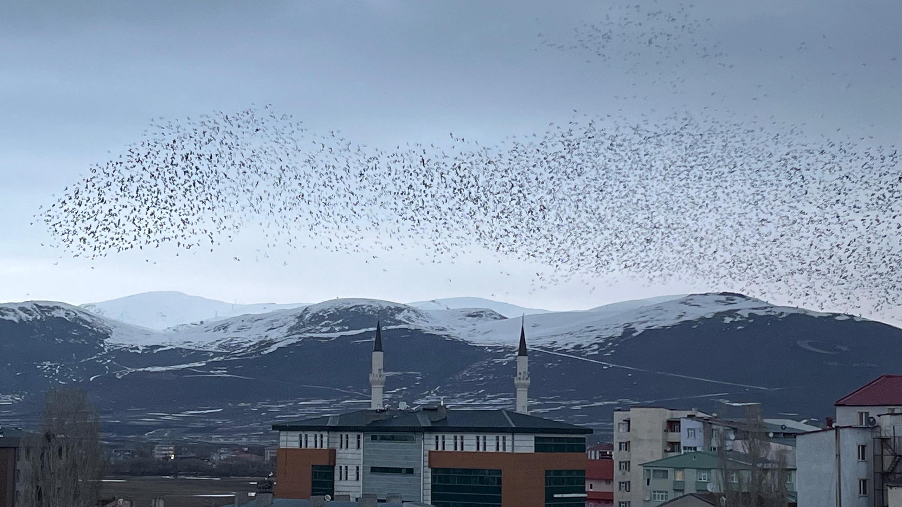 Ardahan'da, binlerce karga gökyüzünü kapladı