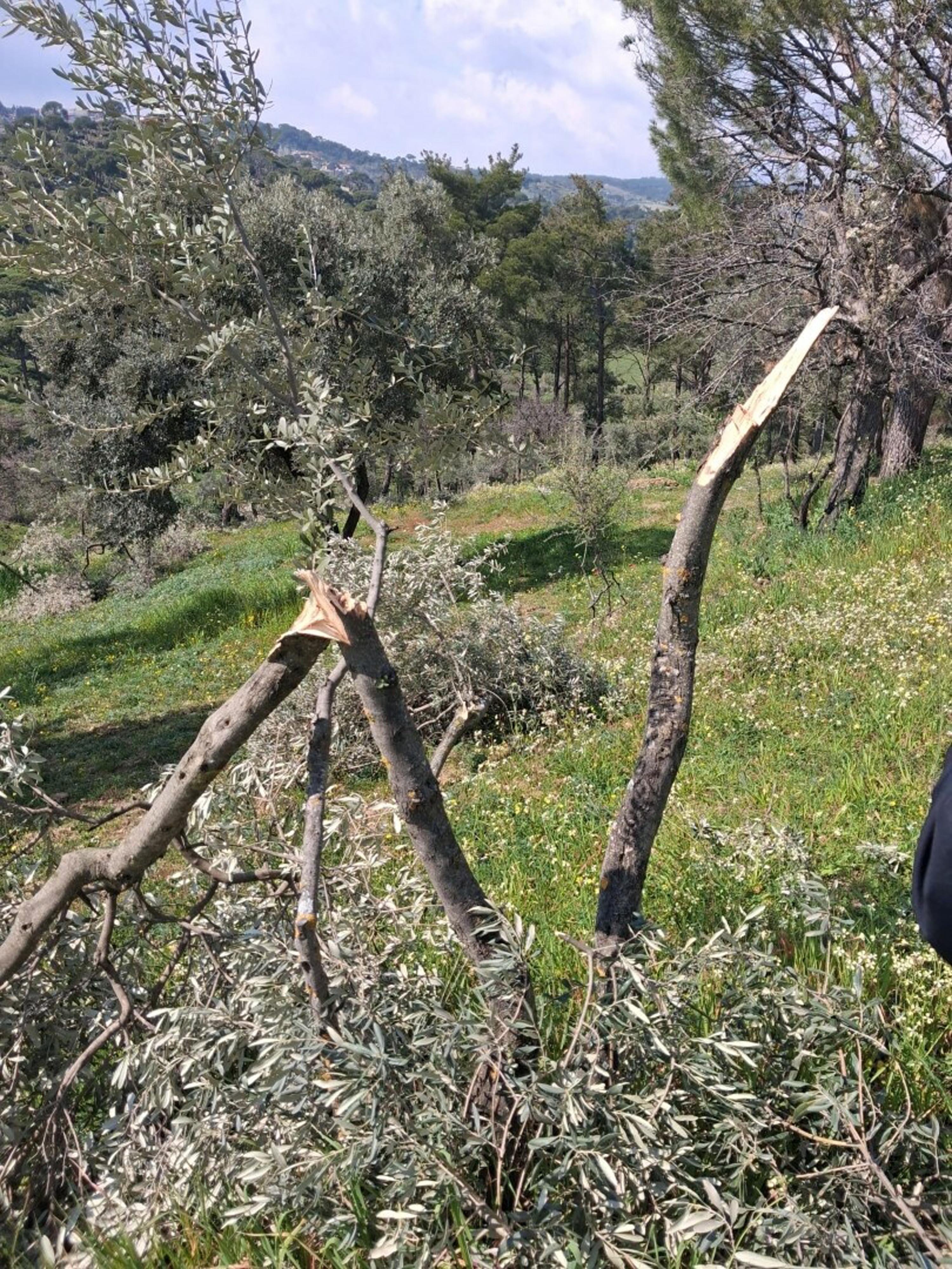 Aydın'da 700 incir ve zeytin ağacı kesildi