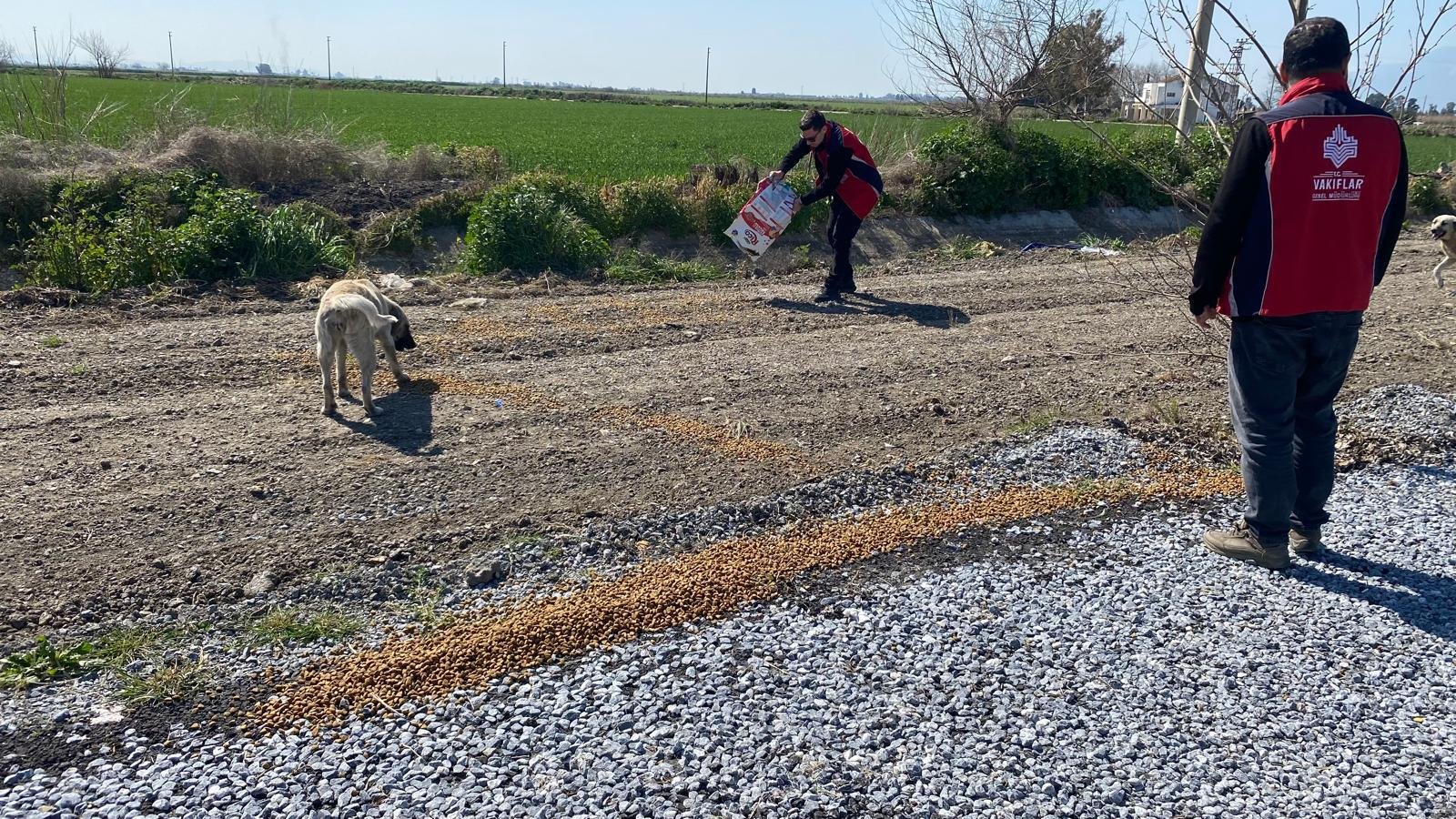 Aydın'da flamingolar için yemleme çalışması