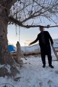 Çok yediğini iddia ettiği köpeğini ağaca asıp öldürdü
