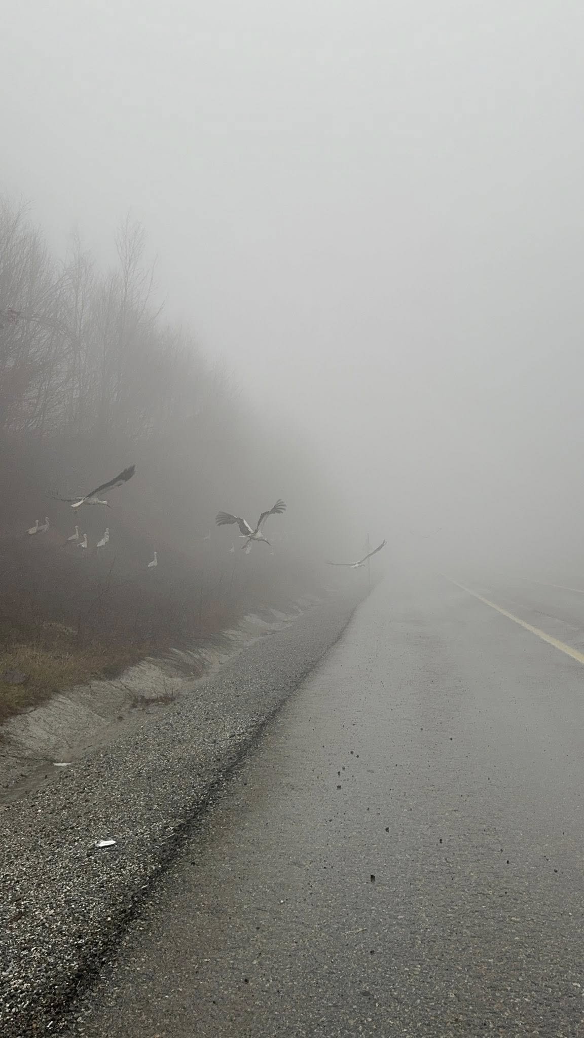 Göç yolundaki leylekler, yoğun sis nedeniyle Kırklareli'nde kara yolu kenarına indi