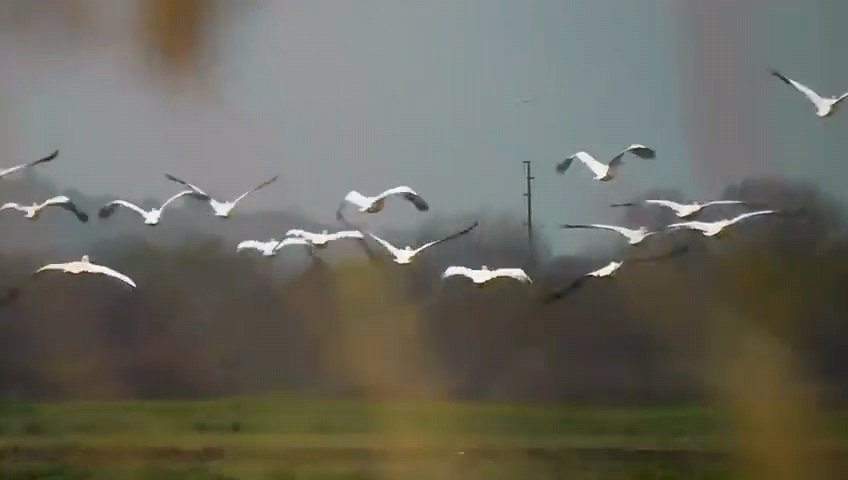 Göç yolundaki pelikan sürüsü, Boğazköy Barajı'nda görüntülendi