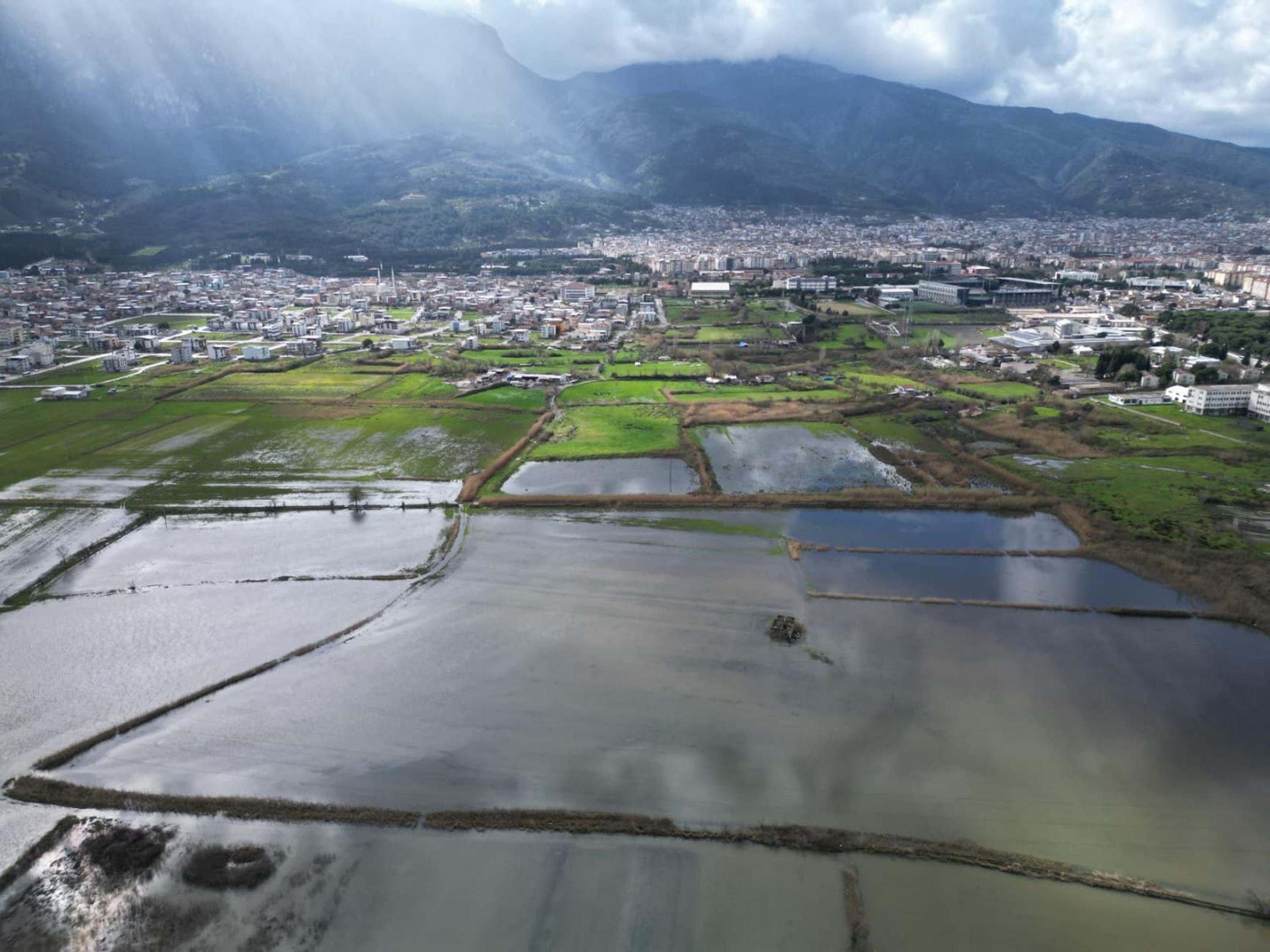 İkinci kez sular altında kalan Gediz Ovası'ndaki bağlarda kök çürümesi tehlikesi