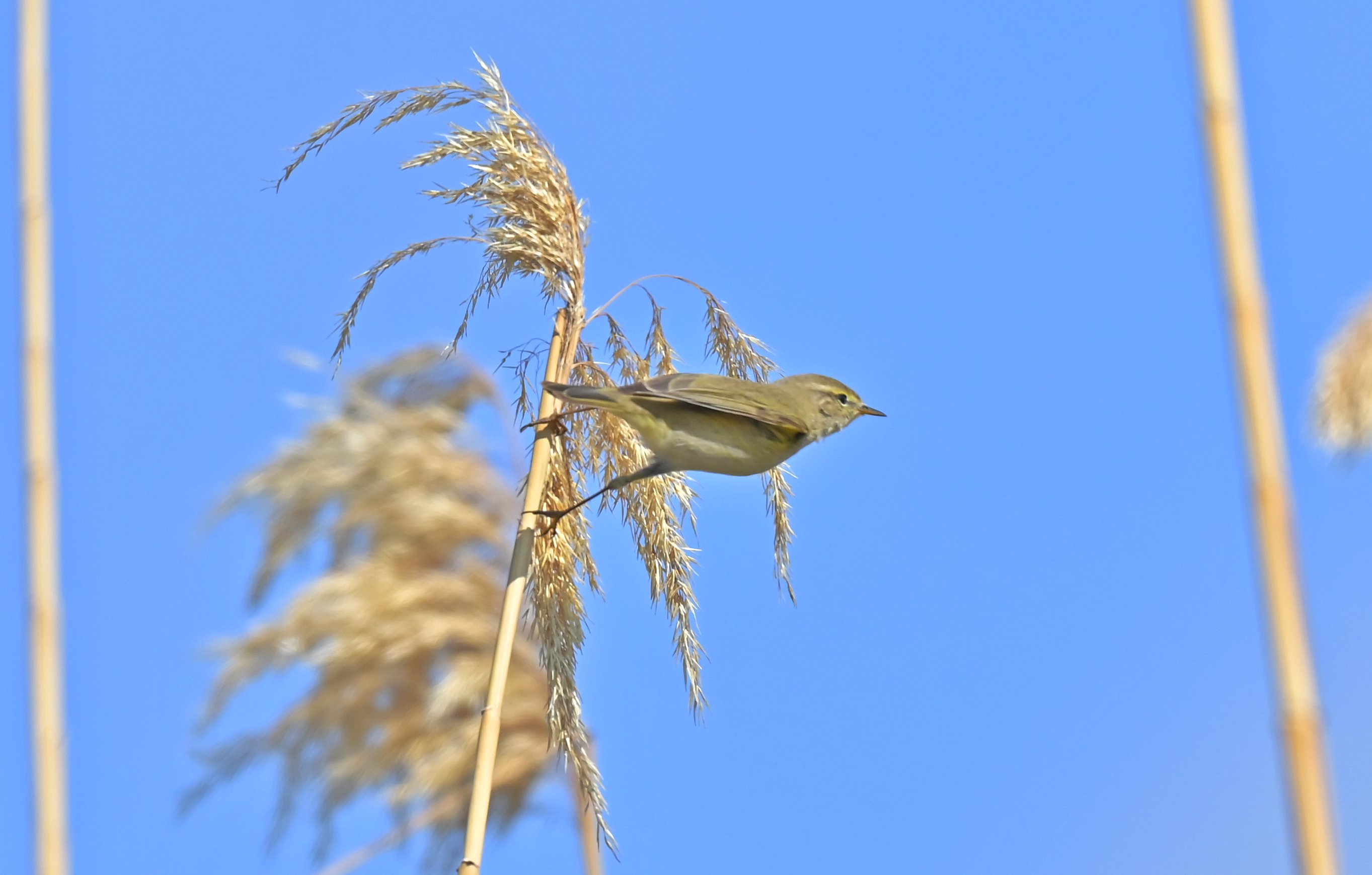 İskandinav yarımadasından göçen çıvgın kuşu, Diyarbakır'da görüntülendi