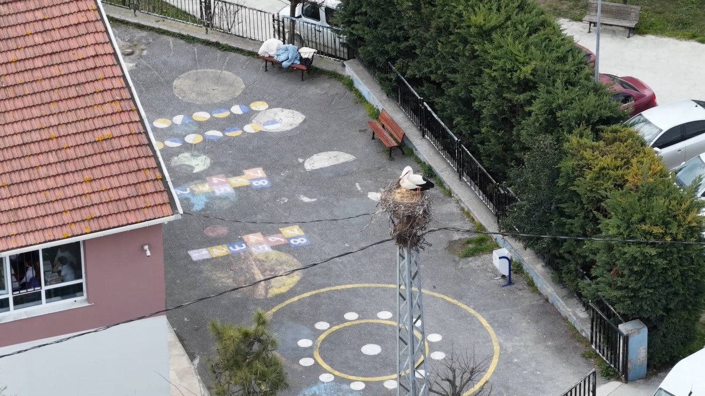 İstanbul- Afrika'dan göç eden Leylekler İstanbul'a ulaştı