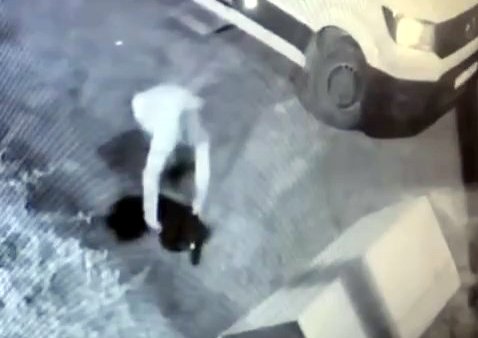 İstanbul- Avcılar'da mahallenin maskotu 'Garip' isimli köpeği çalan şüpheli yakalandı