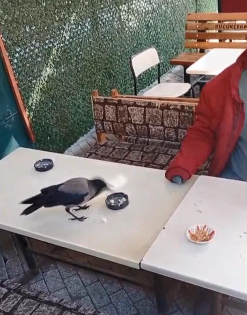 İstanbul - Küçükçekmece'de önce şeker sonra ekmek verdiği kargayı elleriyle besledi