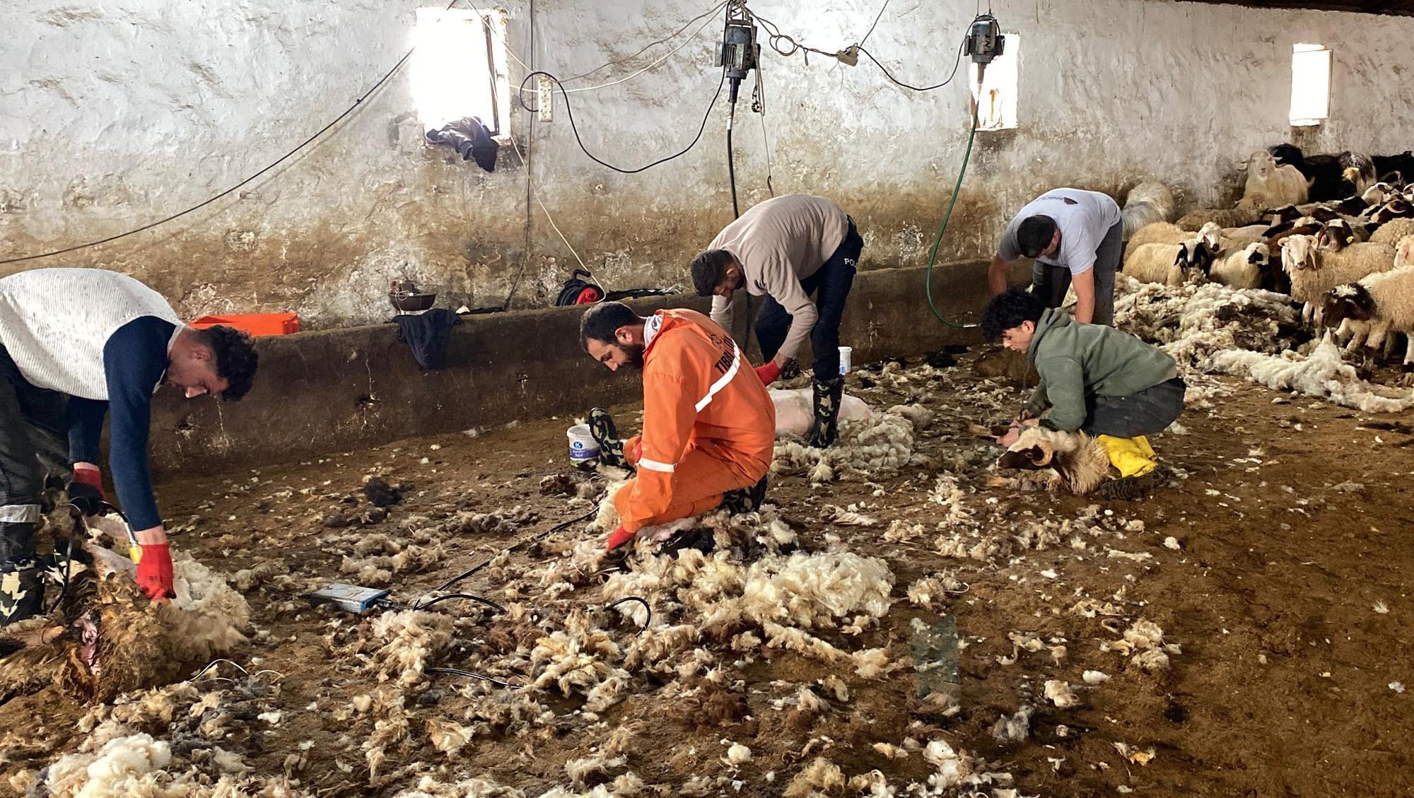 Kars'ta koyun kırkım sezonu başladı / Ek fotoğraflar