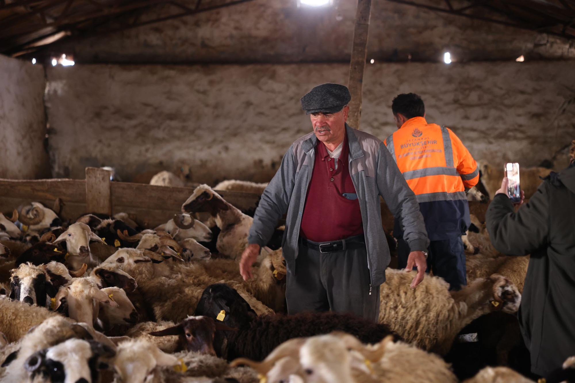 Kars'ta koyun kırkım sezonu başladı