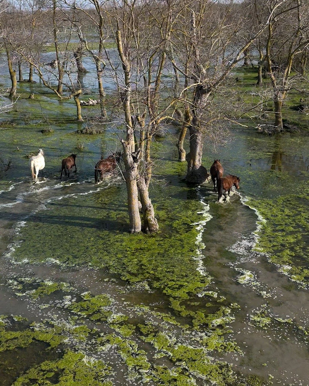 Kızılırmak Deltası'nda yılkı atları dronla görüntülendi