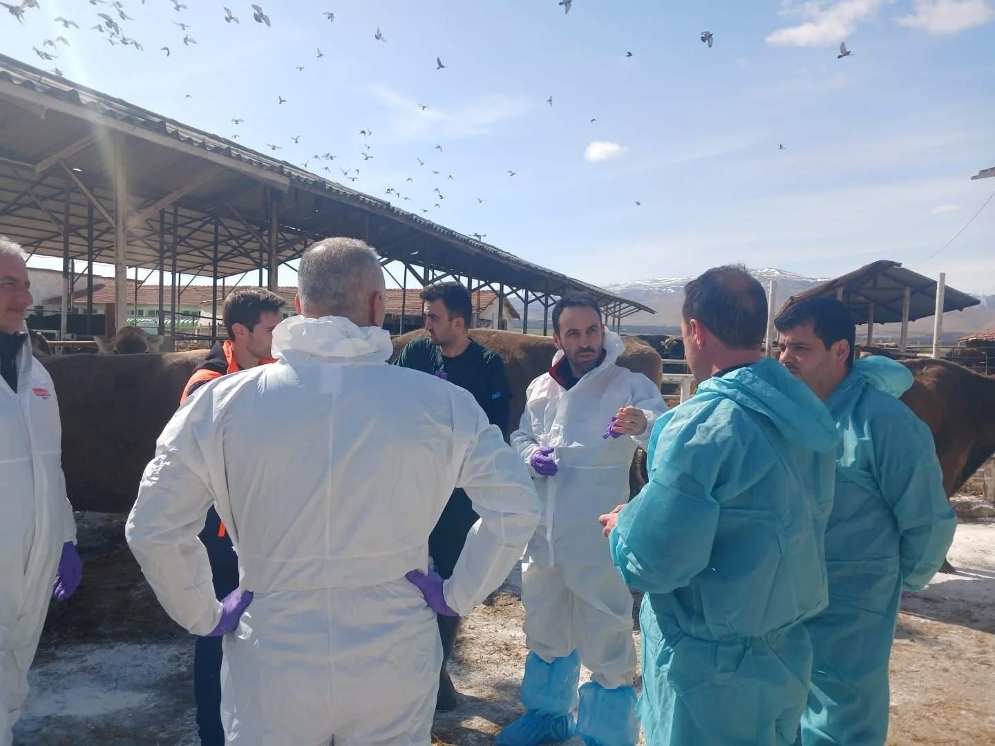 Malatya TİGEM'de şap hastalığı; bölge karantinada