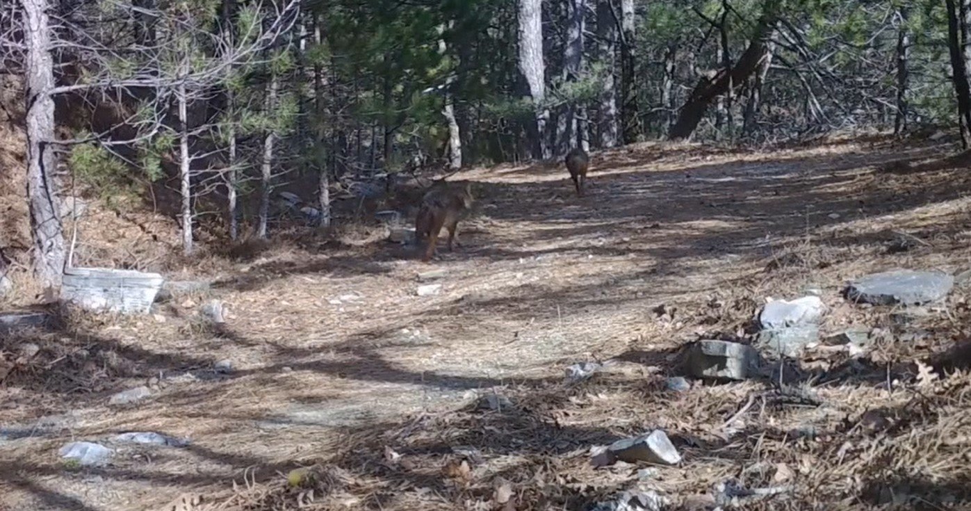 Ormanda dolaşan çakallar fotokapanla görüntülendi