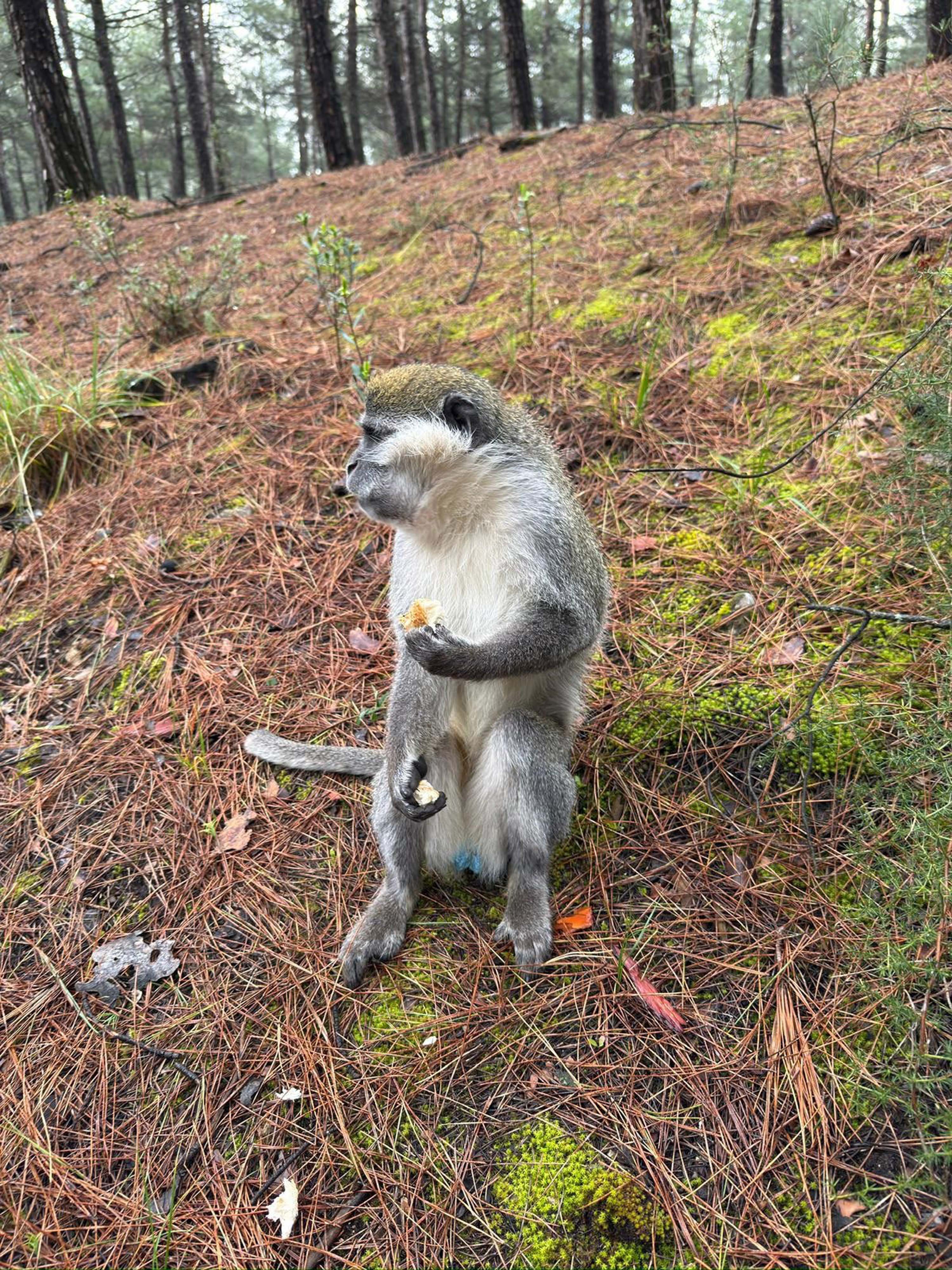 Ormanda gördüğü maymunu simitle besledi