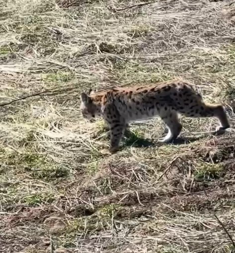 Ormanın hayaleti vaşağın çığlığı kamerada