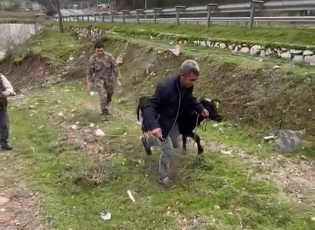 Sahibinden kaçan buzağıyı polis memuru yakaladı; o anlar kamerada