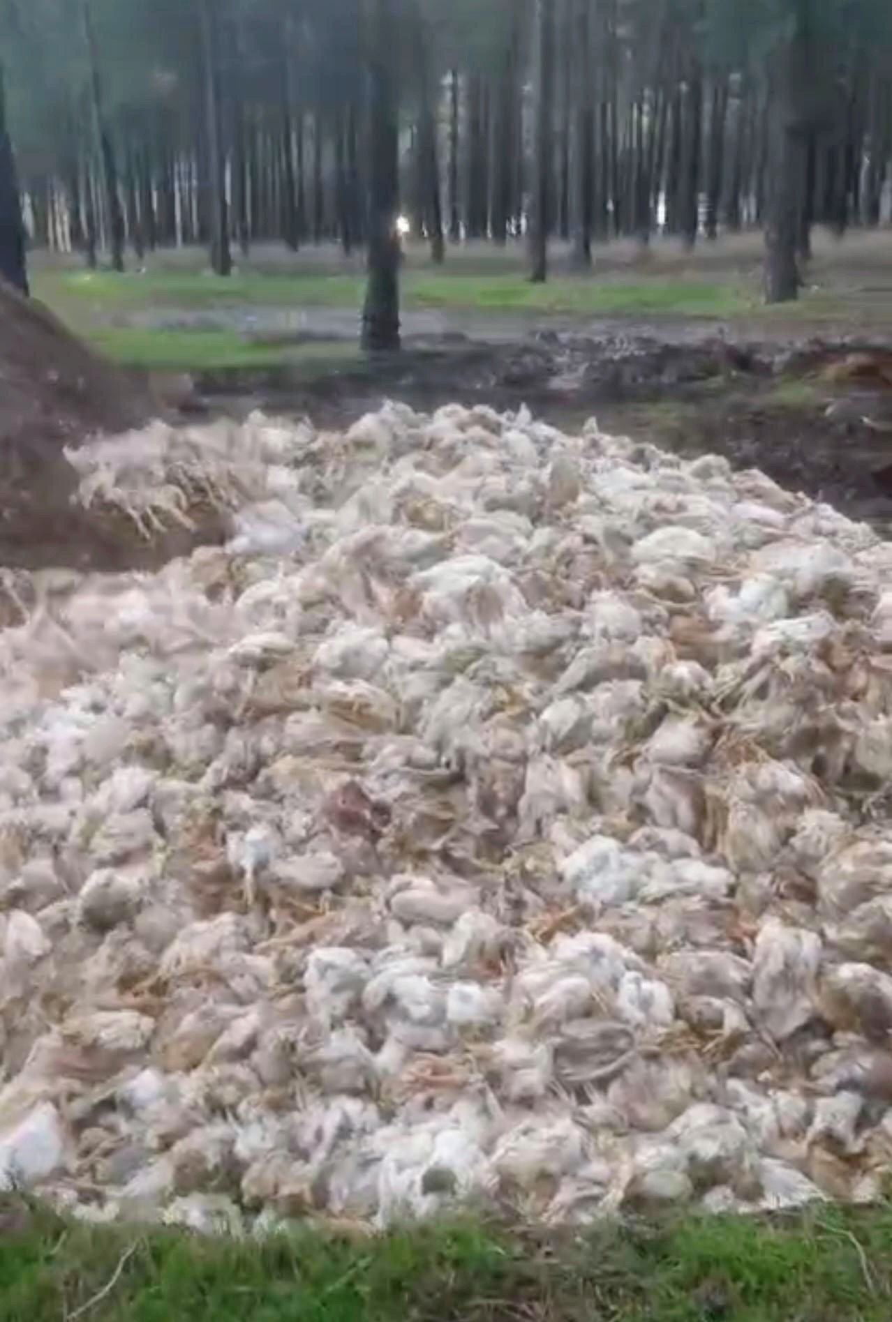 Tarsus'ta ormana çok sayıda tavuk ölüsü atıldı