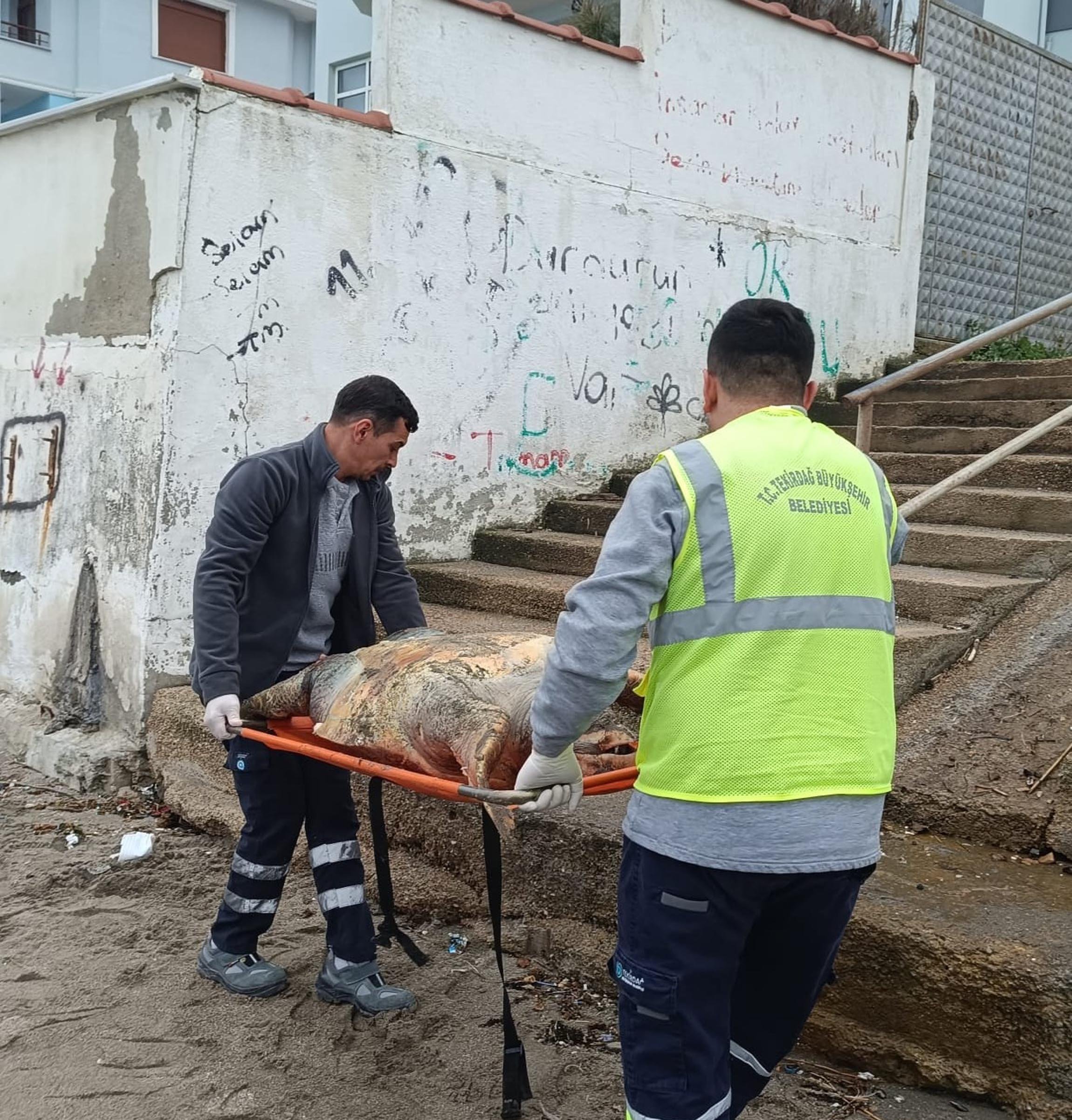 Tekirdağ'da ölü caretta caretta kıyıya vurdu