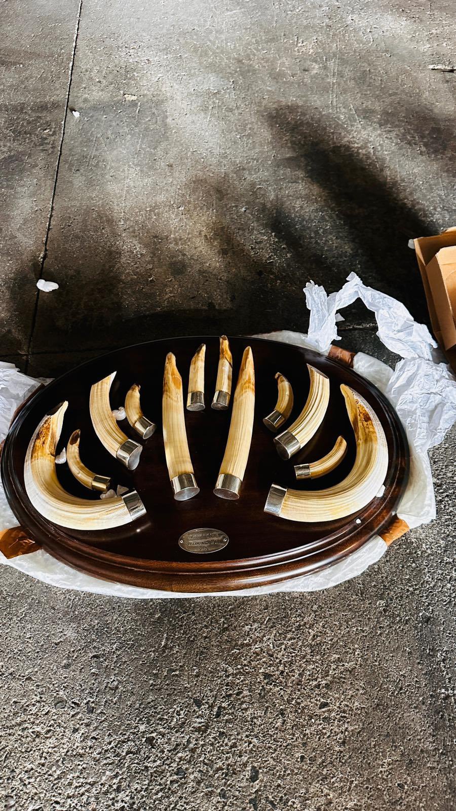 Trabzon'da 19 yaban hayvanı trofesi ele geçirildi