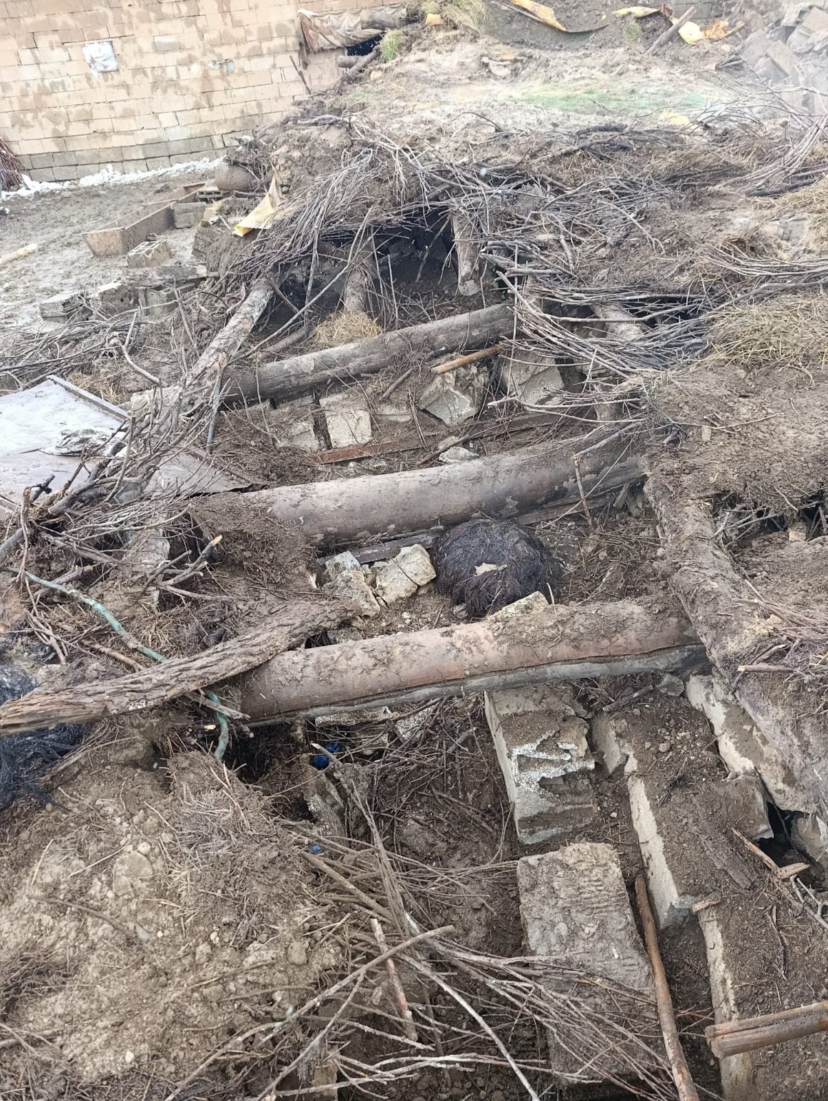 Van'da ahır çöktü; 20 küçükbaş öldü