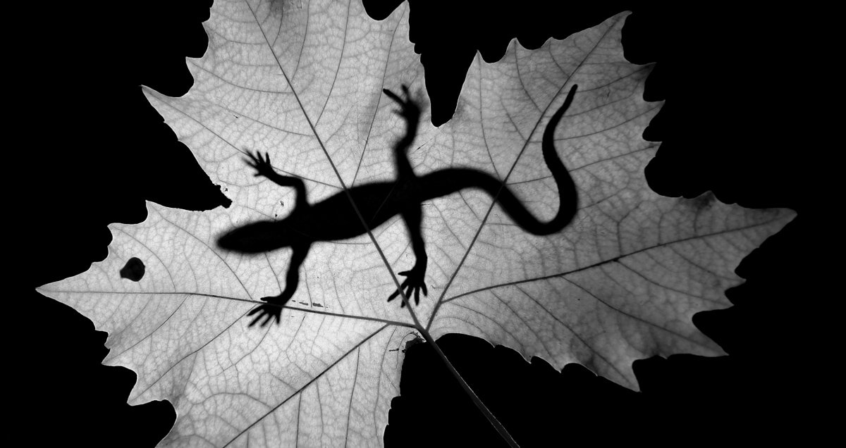 'Yılın Basın Fotoğrafları'nda Demirören Medya'ya 5 ödül