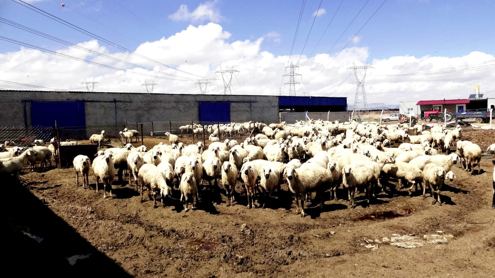 80 bin lira maaşla çalıştıracak çoban bulamıyorlar