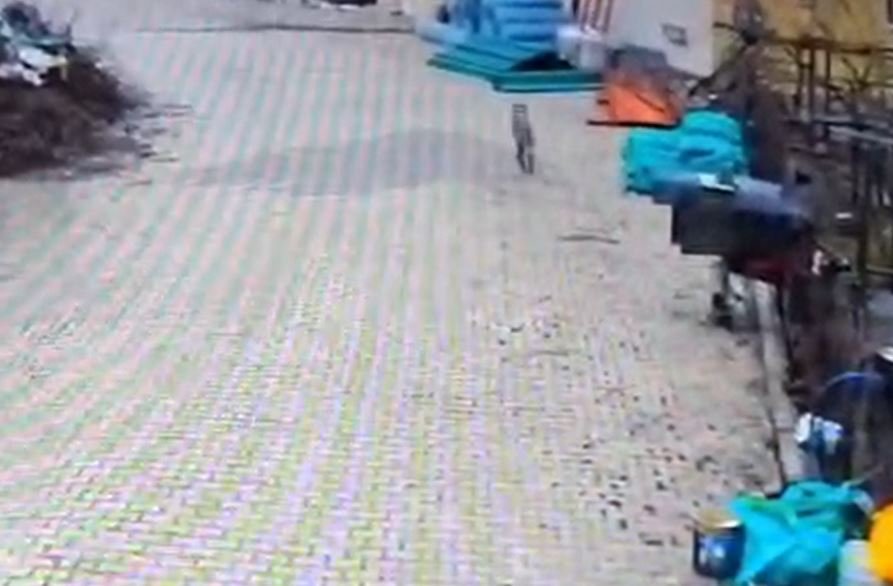 Adana'da aç kalan kurdun, yerleşim yerinde yemek aradığı anlar kamerada