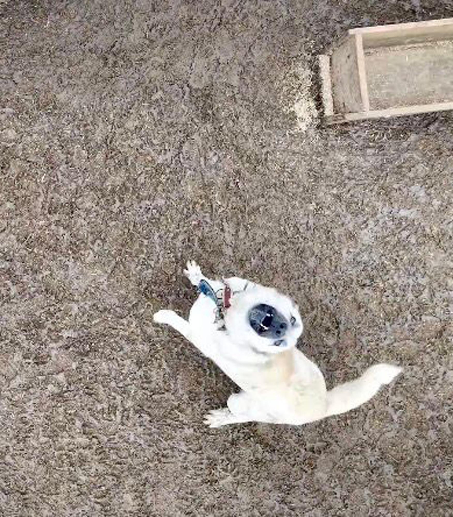 Çoban köpeklerinin drona tepkisi kamerada