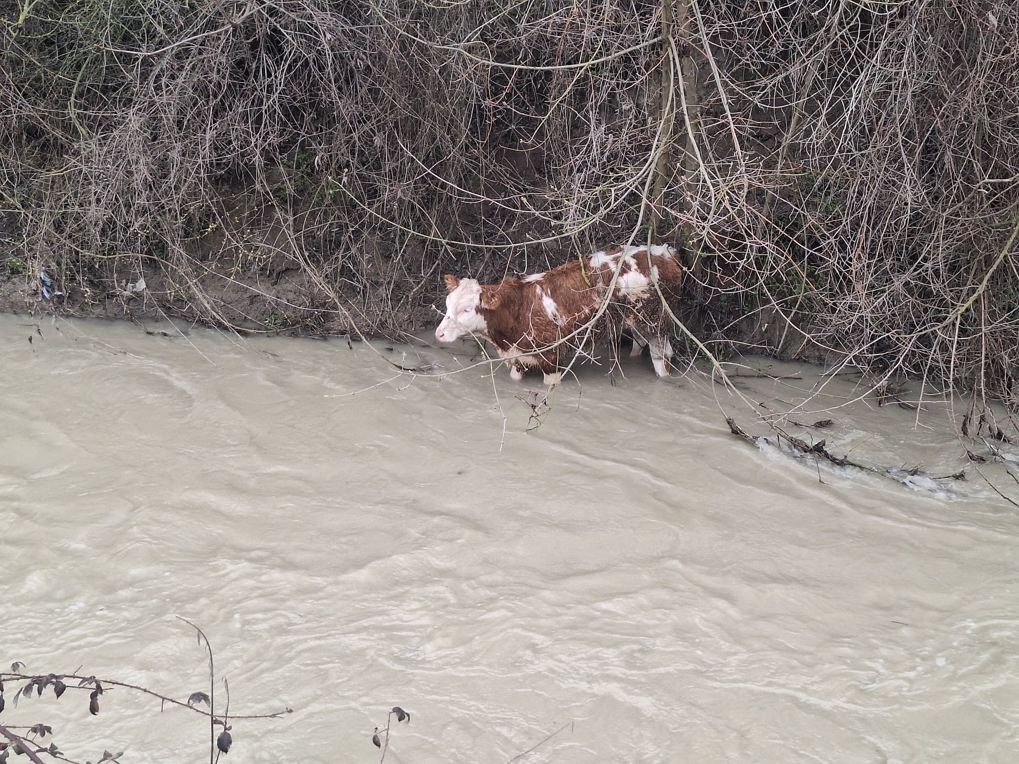 Dereye düşen buzağıyı köylüler kurtardı