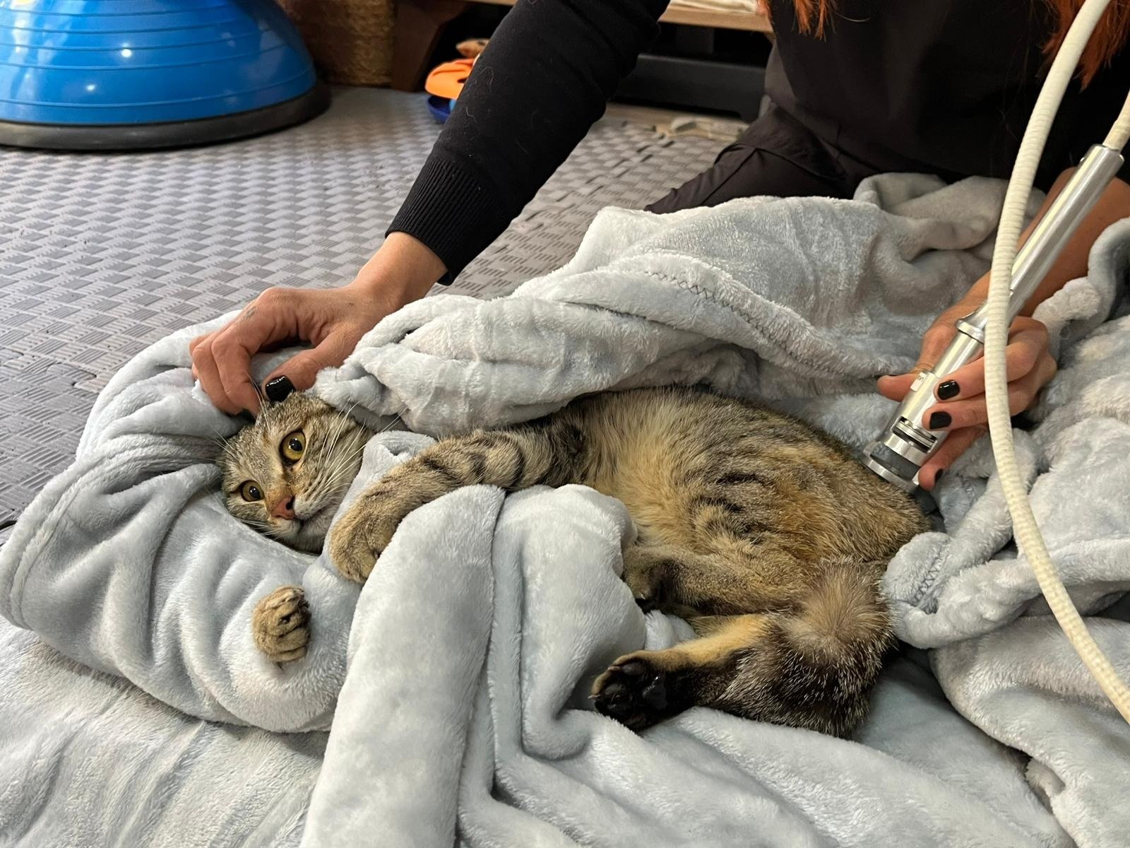 Engelli 3 kedi, veterinerde fizik tedaviyle yürümeye başladı