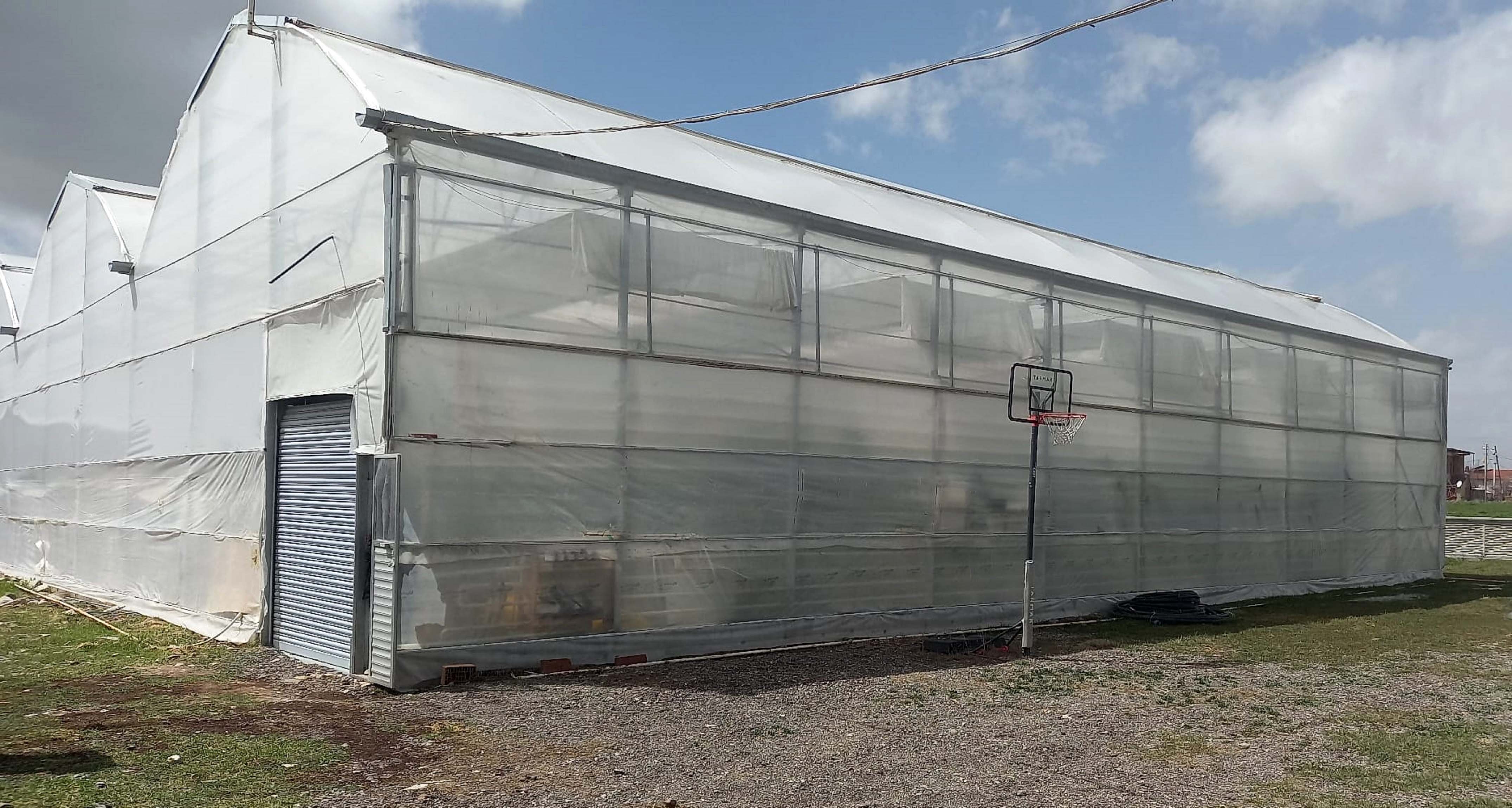 Jeotermal serada yetiştirilen kirazlarda ilk hasat yapıldı