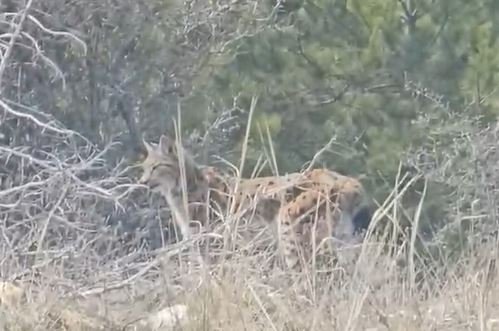 Kastamonu'da vaşak görüntülendi
