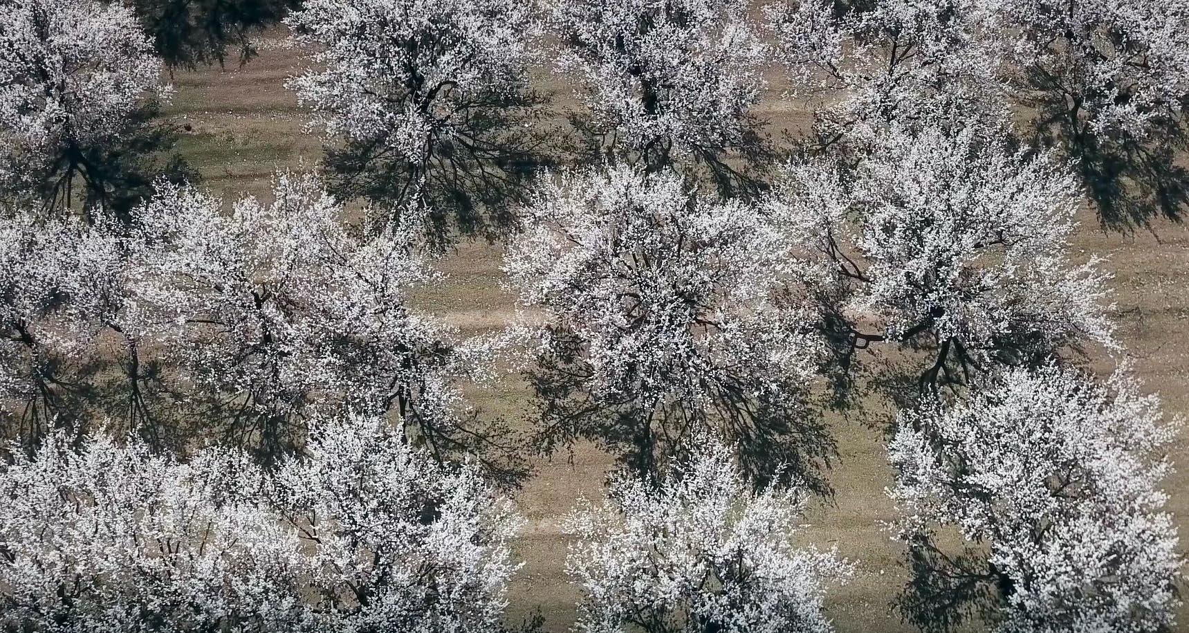 Kayısı ağaçları çiçek açtı, Iğdır Ovası beyaza büründü