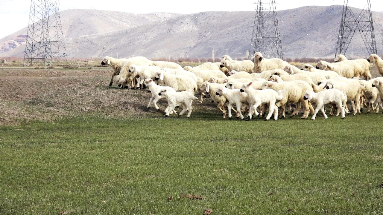 Kayseri'de 200 kuzu anneleri ile buluştu; o anlar dron kamerasında / Ek fotoğraflar