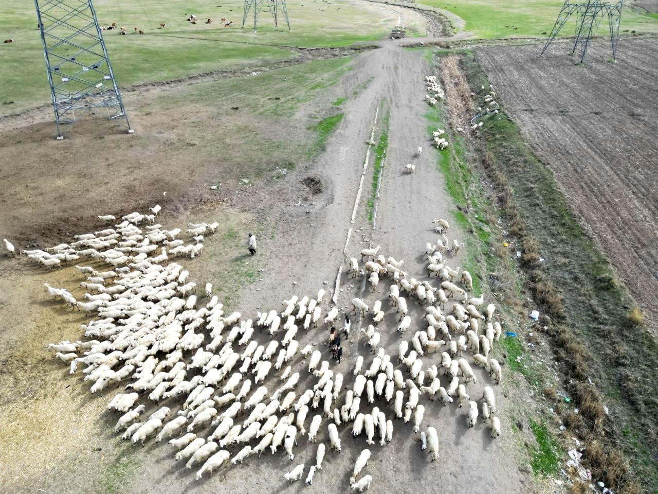 Kayseri'de 200 kuzu anneleri ile buluştu; o anlar dron kamerasında