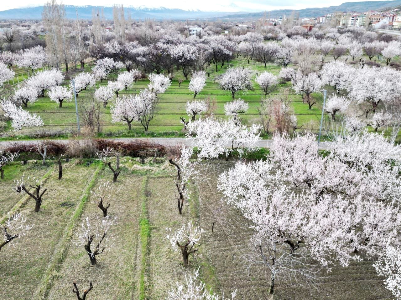 Kayseri'de geçen yıl don nedeniyle hasat yapılamayan kayısı ağaçlarında 13 bin ton rekolte hedefi