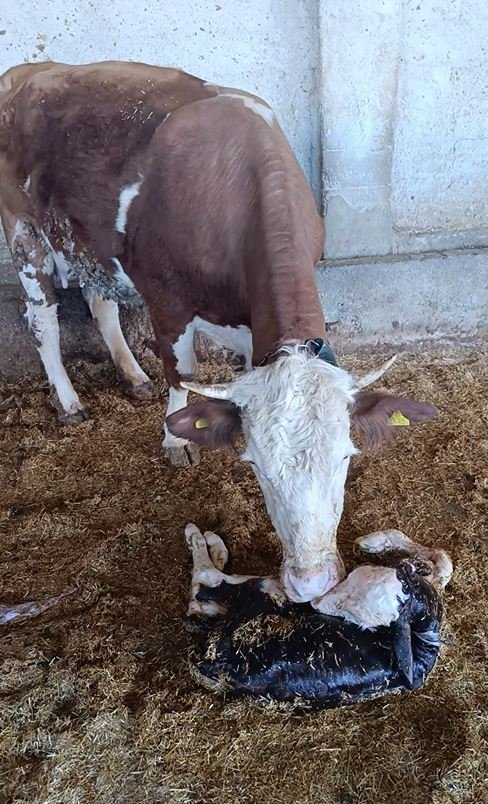 Kayseri'de yeni doğan buzağı ile annenin kavuşması kamerada