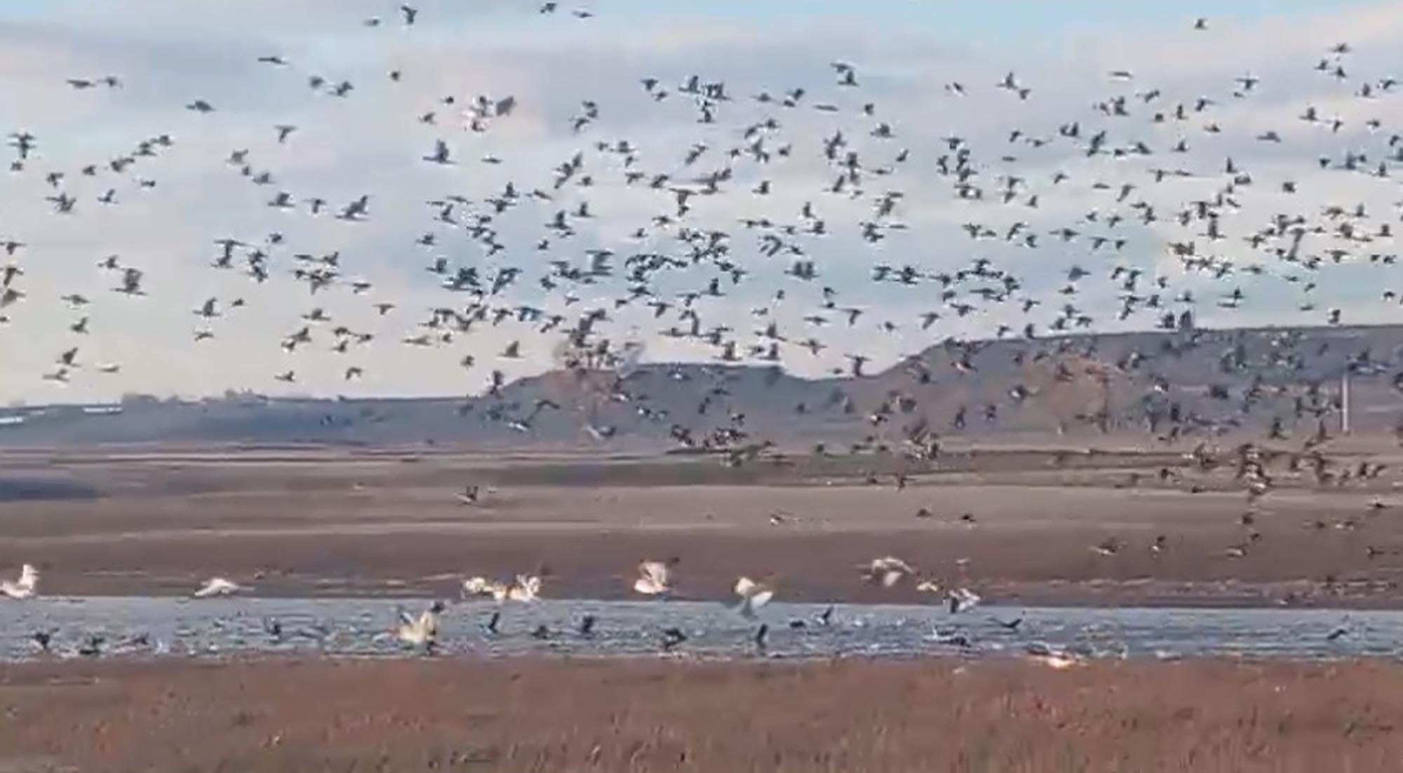 Sınır köyü Küçük Aküzüm, göçmen kuşları misafir ediyor