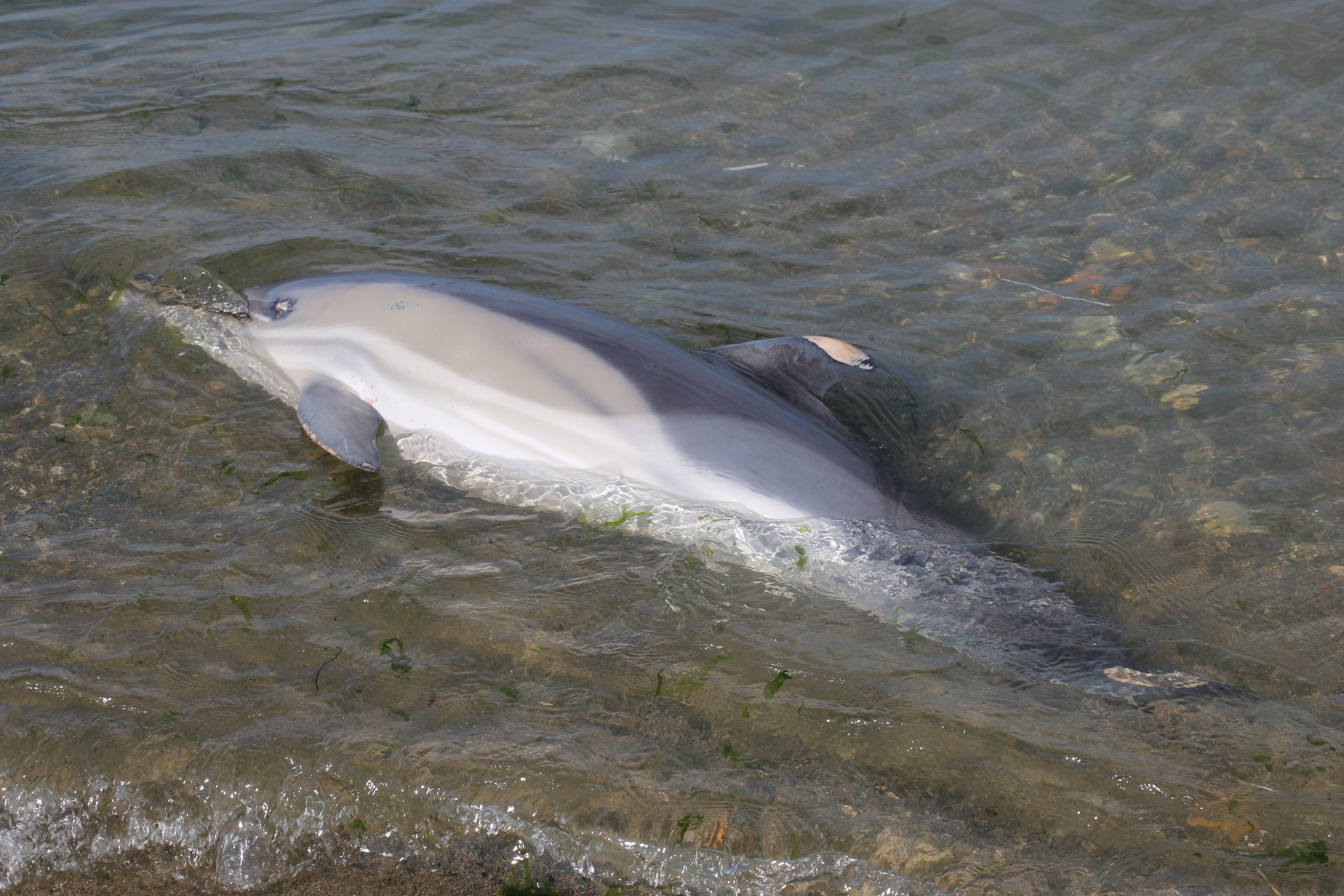 Trabzon'da ölü yunus sahile vurdu