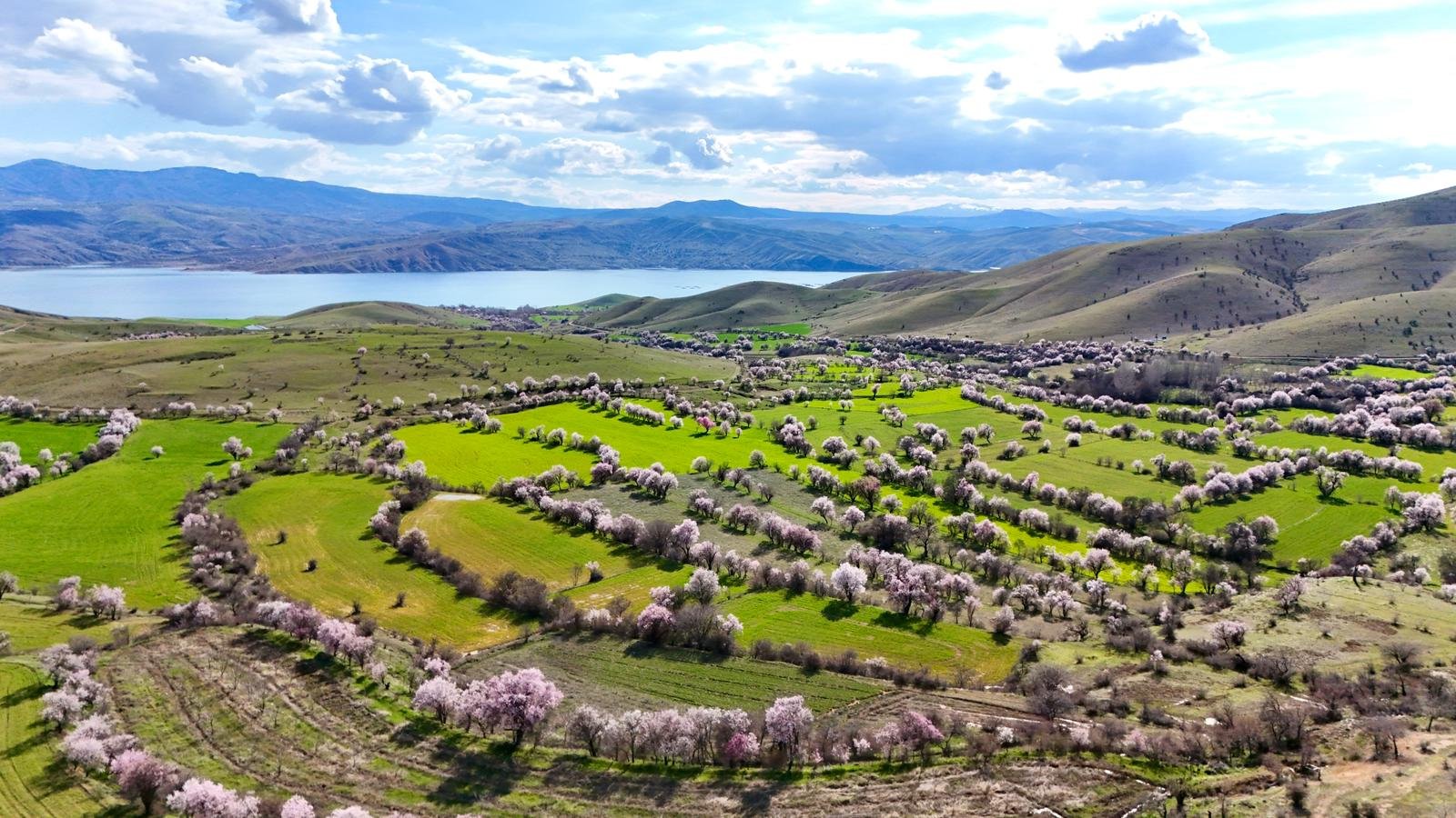Tunceli'de badem ağaçları çiçek açtı; manzara dron ile görüntülendi