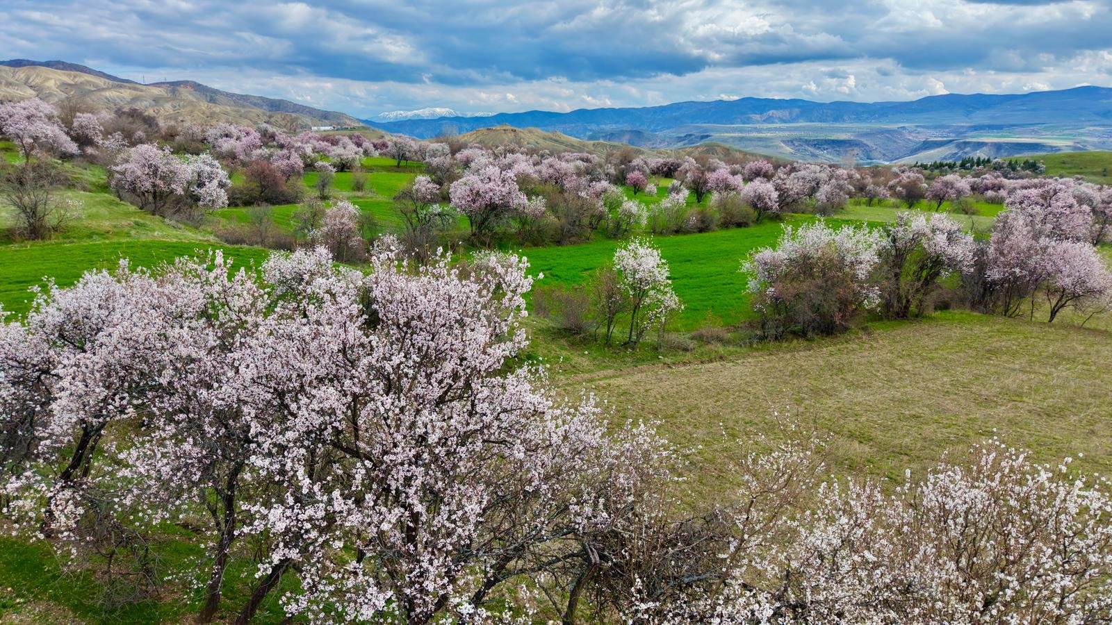 Tunceli'de badem ağaçları çiçek açtı; manzara dron ile görüntülendi/Ek fotoğraflar
