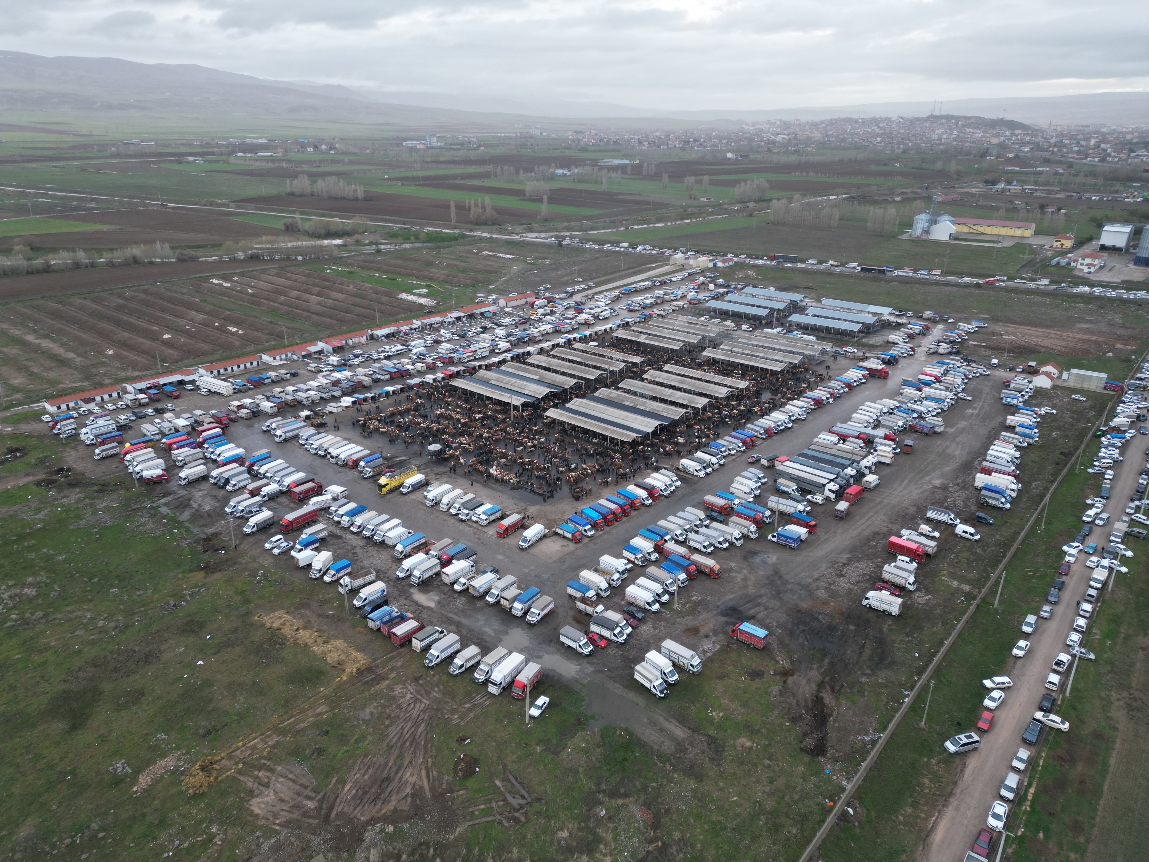 Türkiye'nin en büyük canlı hayvan pazarında yoğunluk