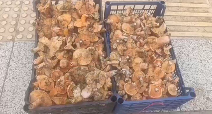 Dağlardan saatlerce yürüyerek toplanan mantarlar, pazarda kilosu 250 TL'ye satılıyor